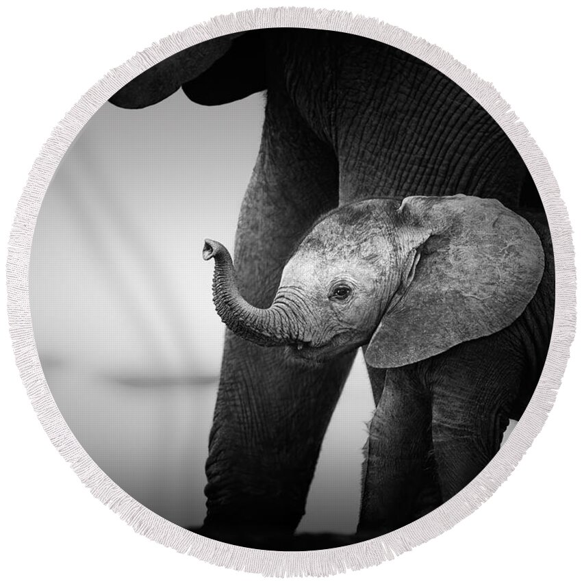 Elephant Round Beach Towel featuring the photograph Baby Elephant next to Cow by Johan Swanepoel