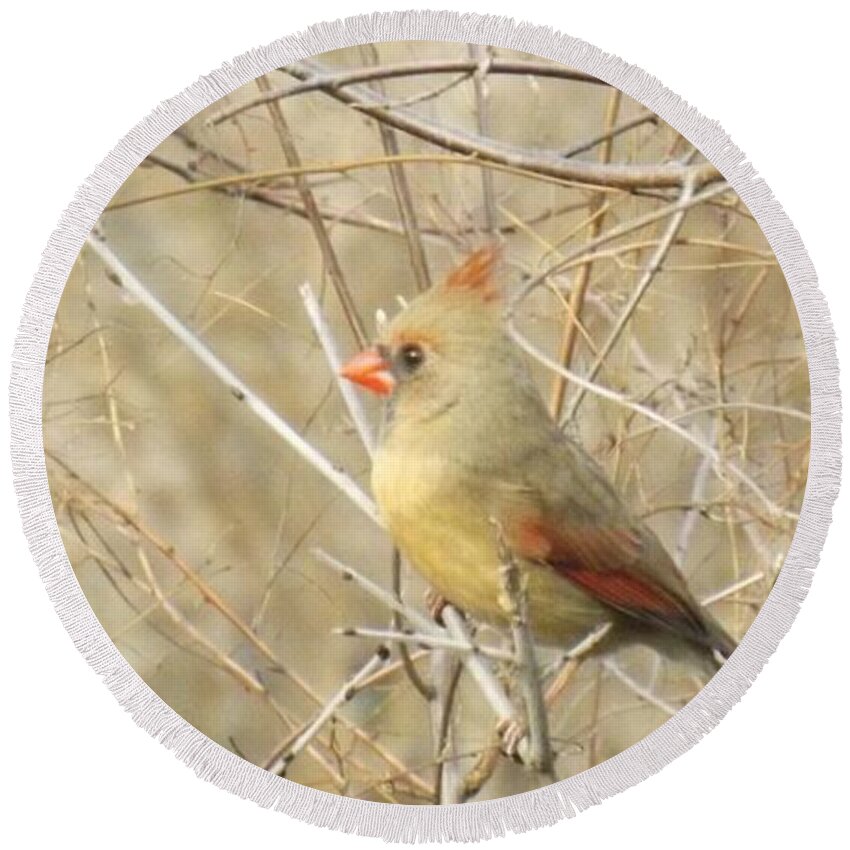 Bird Round Beach Towel featuring the photograph Baby Female Cardinal by Brenda Brown