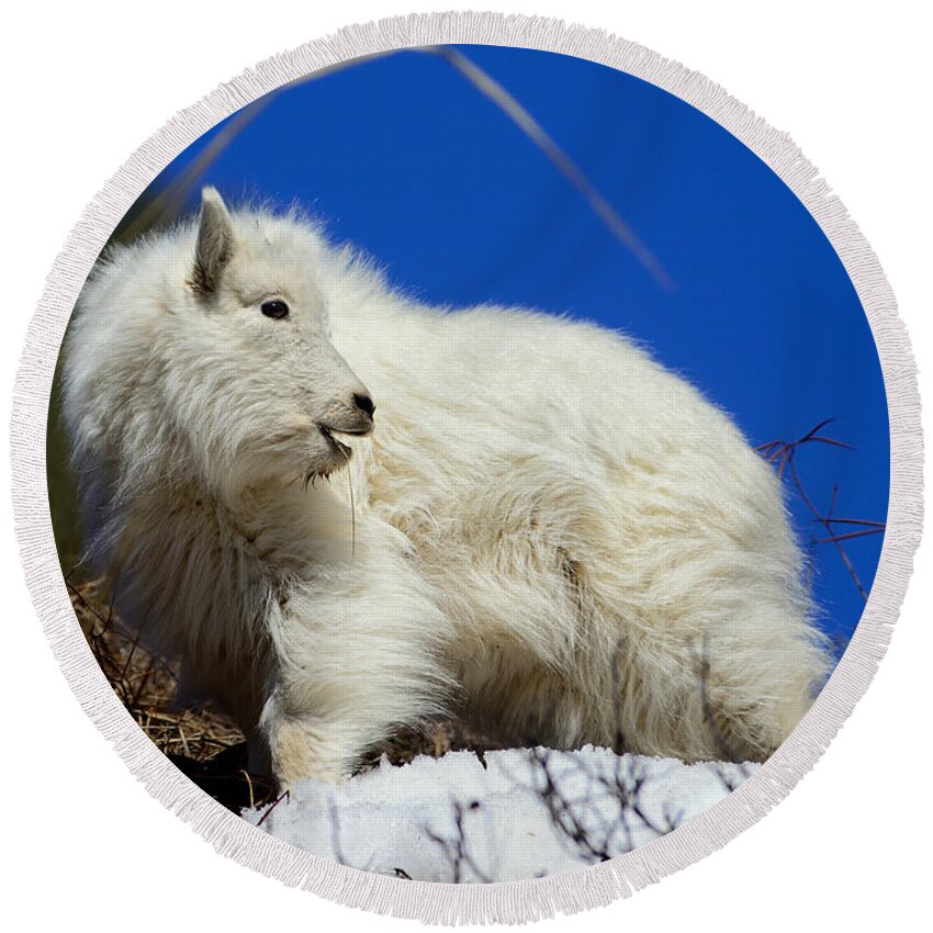 Mountain Goat Round Beach Towel featuring the photograph Baby Mountain Goat by Greg Norrell