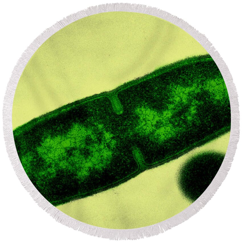 Electron Round Beach Towel featuring the photograph Bacillus Licheniformis by Lee D. Simon