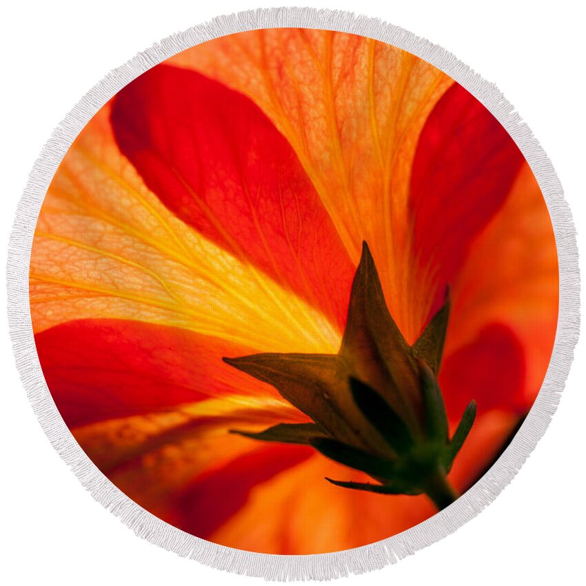 Flower Round Beach Towel featuring the photograph Back Lit by Dale Powell