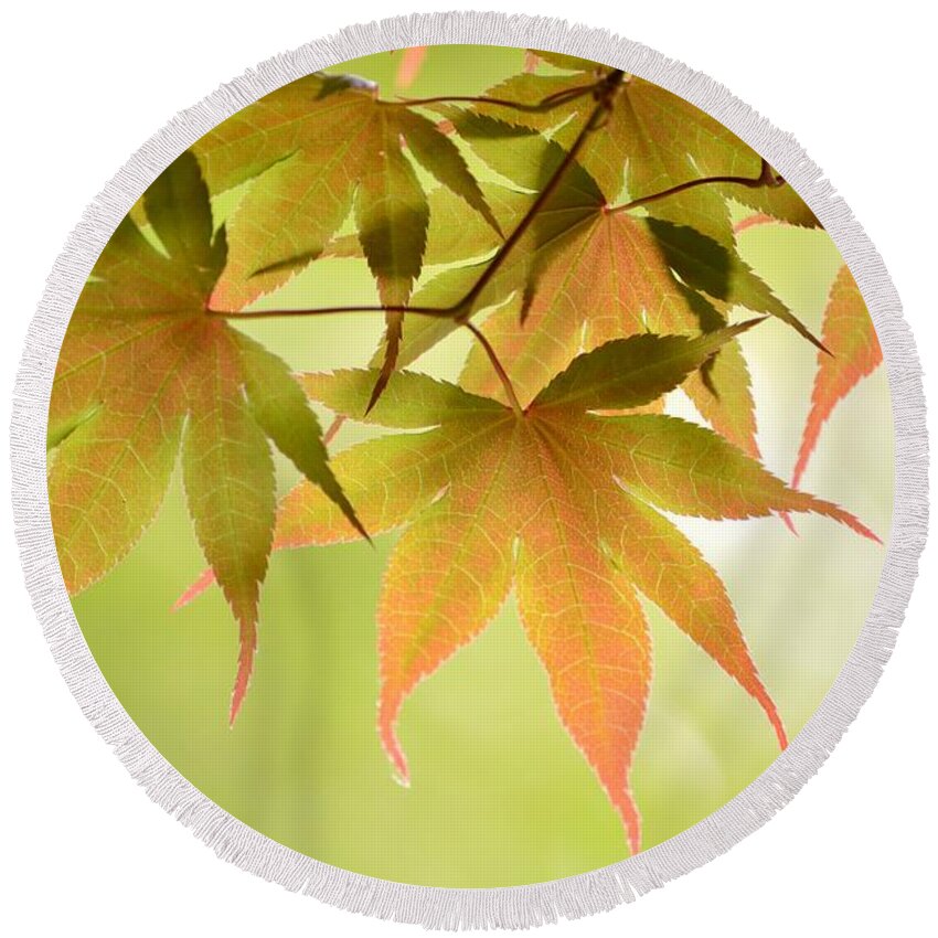 Leaf Round Beach Towel featuring the photograph Back Lit Spring Maple Leaves by Kelly Nowak