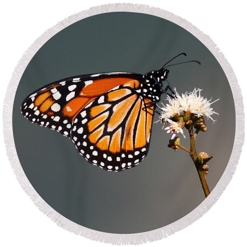 Monarch Butterfly Round Beach Towel featuring the photograph Balancing Act by James Brunker