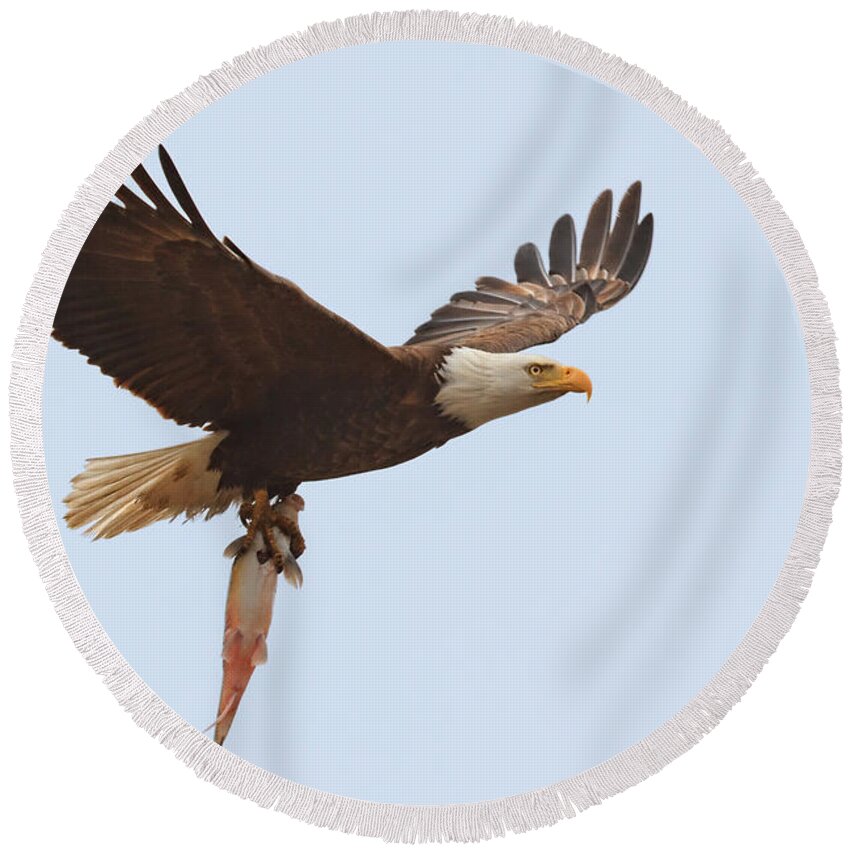 Bald Eagle Round Beach Towel featuring the photograph Bald Eagle Fisn Dinner by Beth Sargent