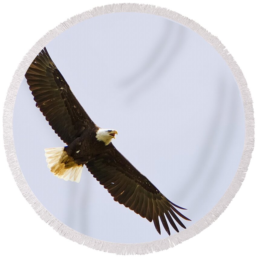 Bald Eagle Round Beach Towel featuring the photograph Bald Eagle in Flight by John Vose