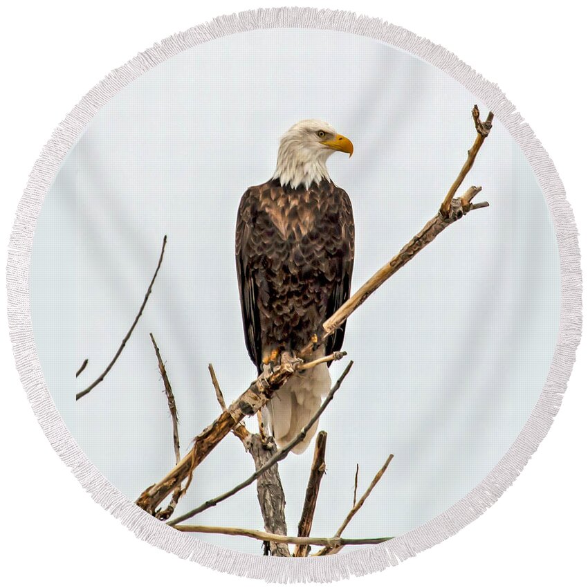 Bald Eagle Round Beach Towel featuring the photograph Bald Eagle on a Branch by Dawn Key