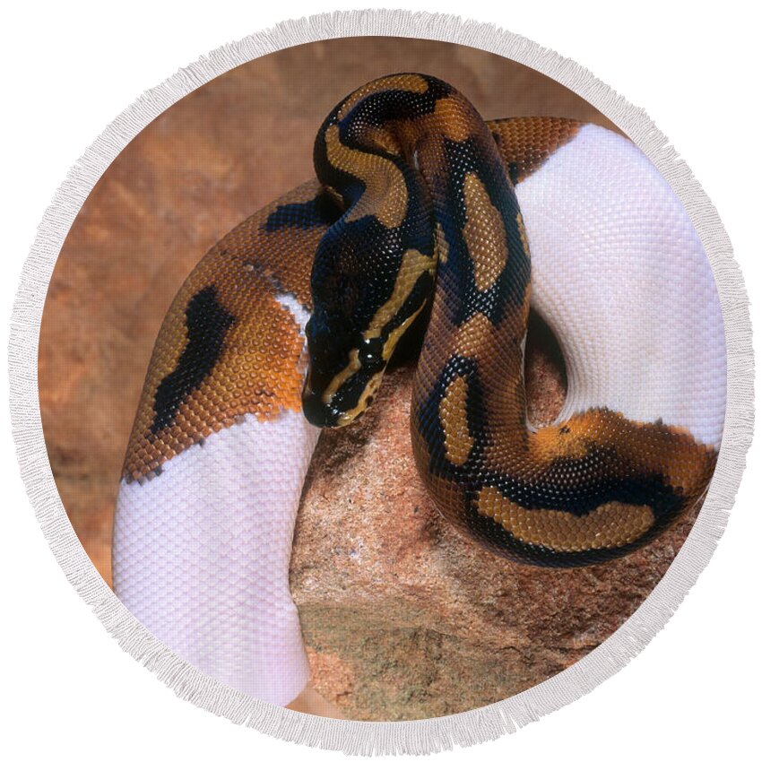 Animal Round Beach Towel featuring the photograph Ball Python by Steve Cooper