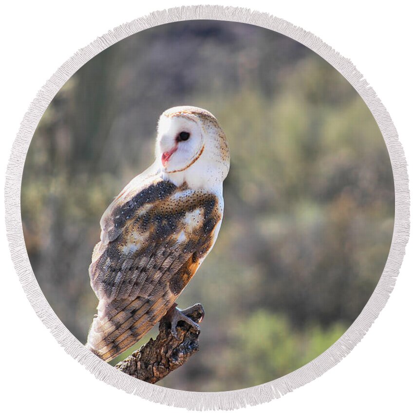 Owl Round Beach Towel featuring the photograph Barn Owl 1 by Al Andersen