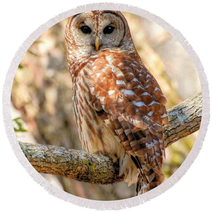 Birds Round Beach Towel featuring the photograph Barred Owl by Kathy Baccari