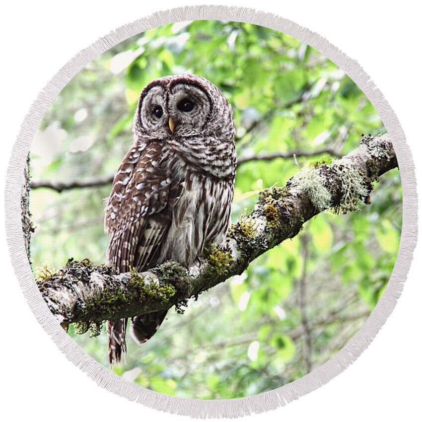 Barred Owl Round Beach Towel featuring the photograph Barred Owl by Peggy Collins