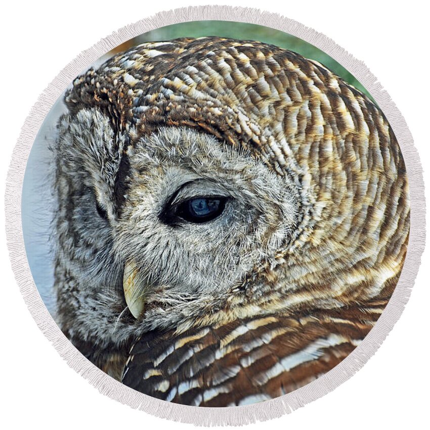 Owl Round Beach Towel featuring the photograph Barred Owl Portrait by Rodney Campbell