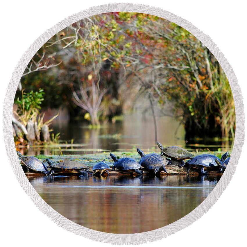 Turtles Round Beach Towel featuring the photograph Basking Turtles by Kelly Nowak