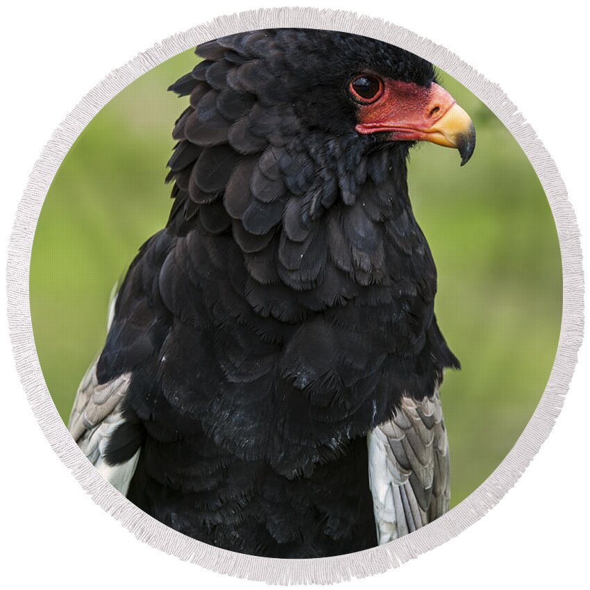 Close-up Round Beach Towel featuring the photograph Bateleur 3 by Arterra Picture Library