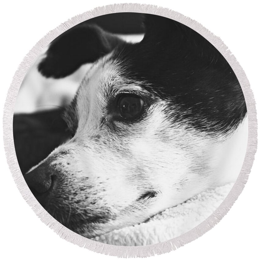 Dogs Round Beach Towel featuring the photograph Beautiful Boo by Clare Bevan