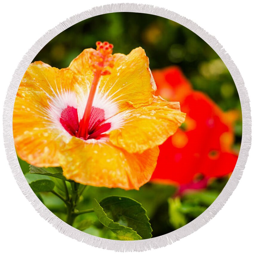 Beautiful Round Beach Towel featuring the photograph Beautiful Hibiscus by Raul Rodriguez