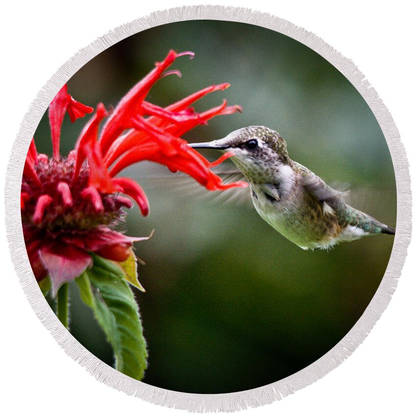 Ruby-throated Hummingbird Round Beach Towel featuring the photograph Beautiful Hummer by Cheryl Baxter