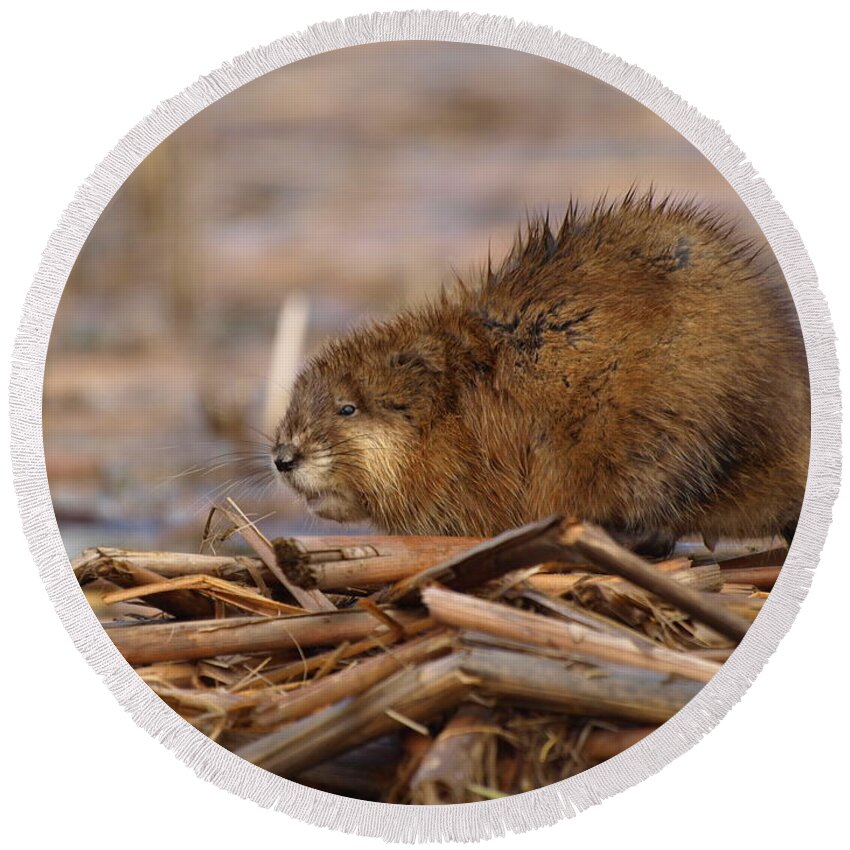 Nature Round Beach Towel featuring the photograph Beautiful Muskrat by James Peterson