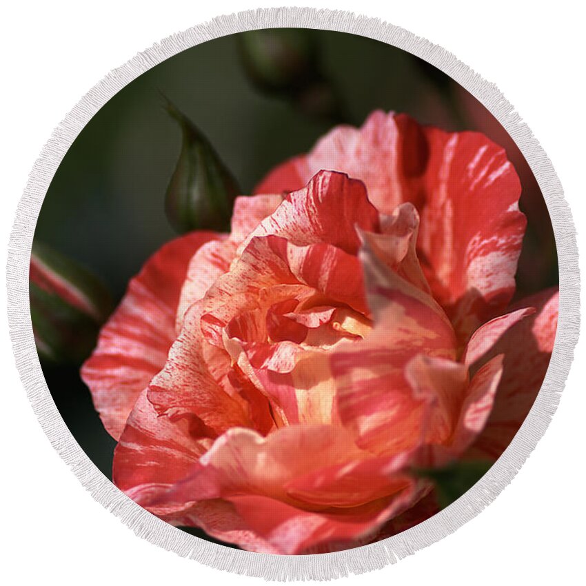 Grimaldi Rose Round Beach Towel featuring the photograph Beauty Of Rose by Joy Watson