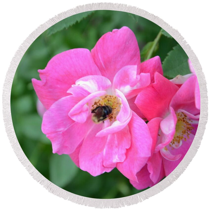 Bee Round Beach Towel featuring the photograph Bee Rosy by Laurel Best
