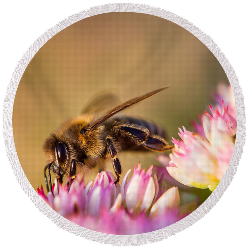 Animal Round Beach Towel featuring the photograph Bee Sitting on Flower by John Wadleigh