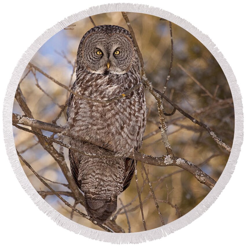 Owl Round Beach Towel featuring the photograph Being Observed by Eunice Gibb