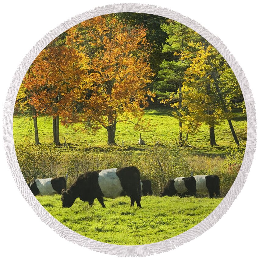Cow Round Beach Towel featuring the photograph Belted Galloway Cows Grazing On Grass In Rockport Farm Fall Maine Photograph by Keith Webber Jr
