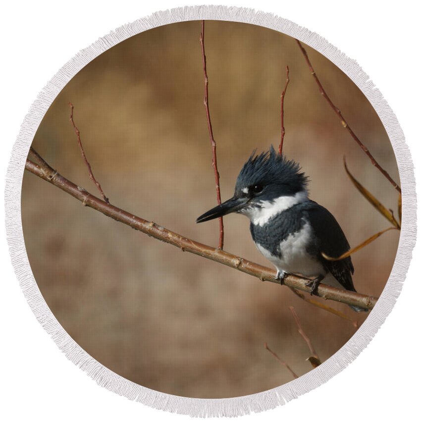 Belted Kingfisher Round Beach Towel featuring the photograph Belted Kingfisher by Ernest Echols