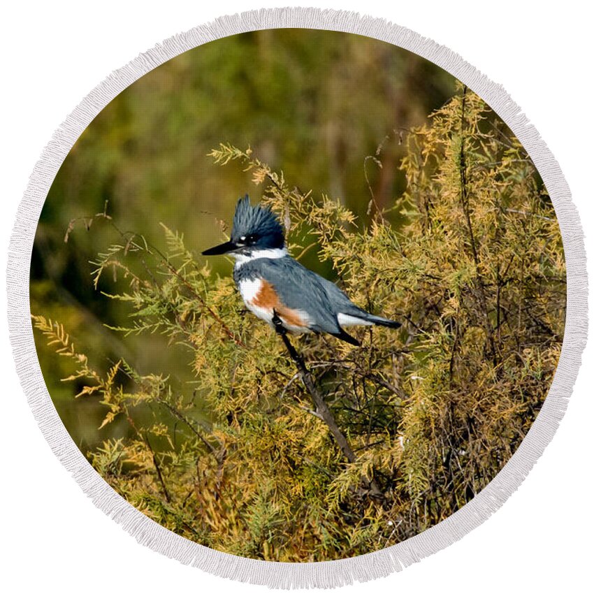 Vertical Round Beach Towel featuring the photograph Belted Kingfisher Female by Anthony Mercieca