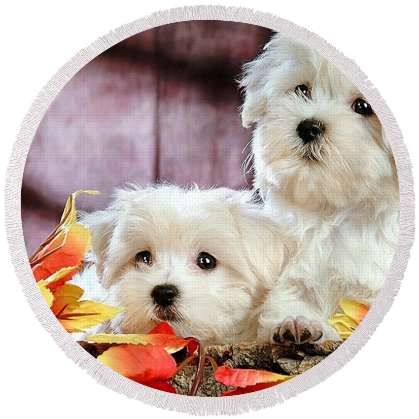 Bichon Frise Photographs Round Beach Towel featuring the mixed media Bichon Puppies by Marvin Blaine