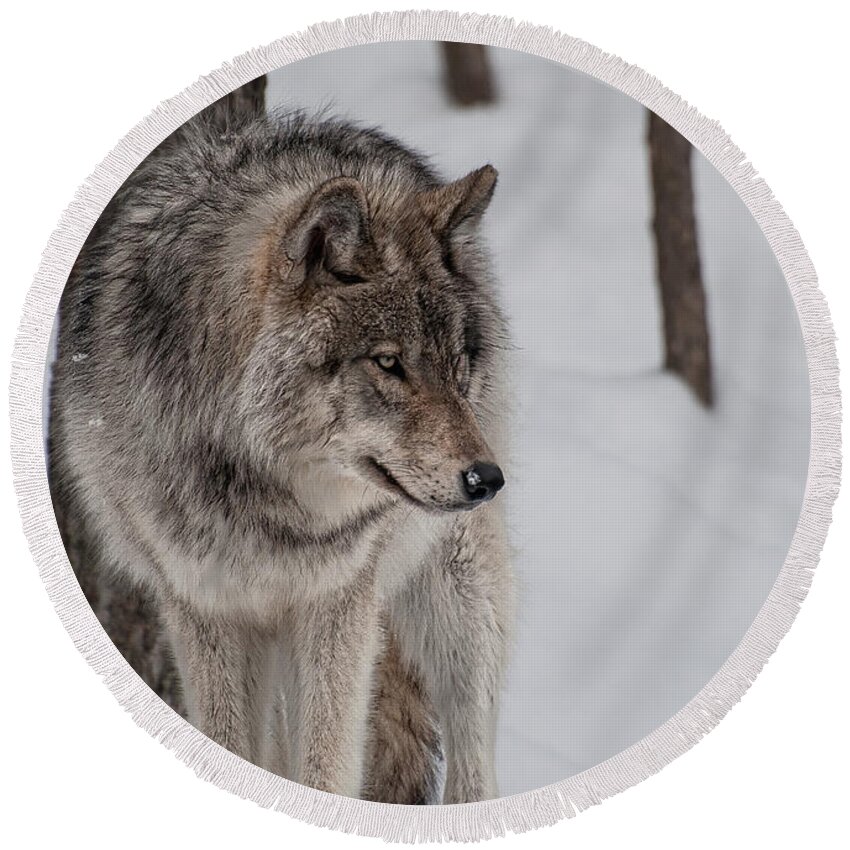 Timberwolf Round Beach Towel featuring the photograph Big Bad Wolf by Bianca Nadeau