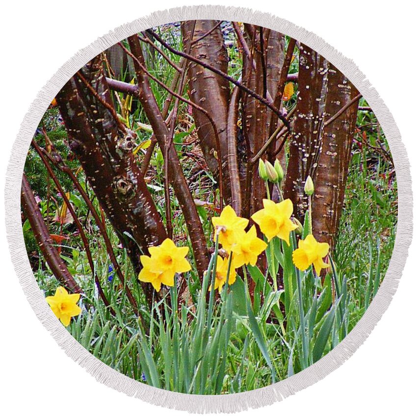 Birch And Daffodils Round Beach Towel featuring the photograph Birch and Daffiodils by Barbara A Griffin