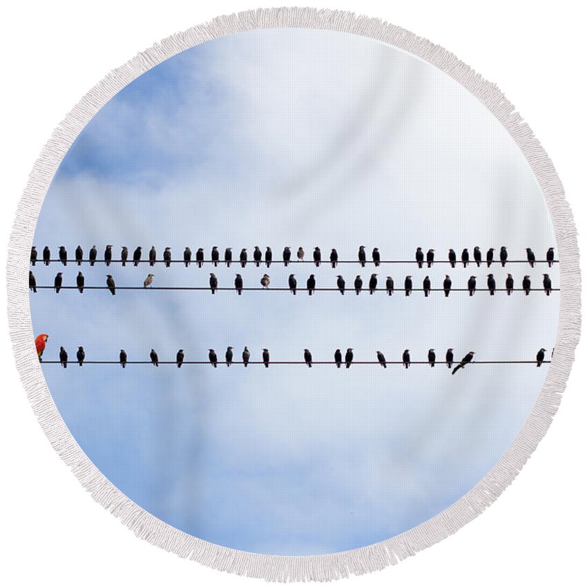 Bird Round Beach Towel featuring the photograph Birds on the wire by Les Palenik