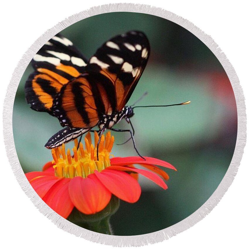 Butterfly Round Beach Towel featuring the photograph Black and Brown Butterfly on a Red Flower by Jeremy Hayden