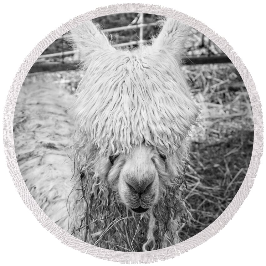 Alpaca Round Beach Towel featuring the photograph Black and White Alpaca Photograph by Keith Webber Jr