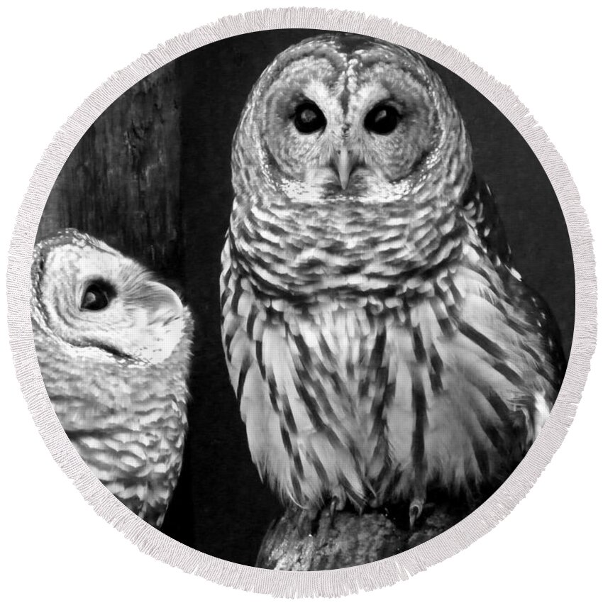 Nature Round Beach Towel featuring the photograph Black and White Barred Owls by Judy Wanamaker