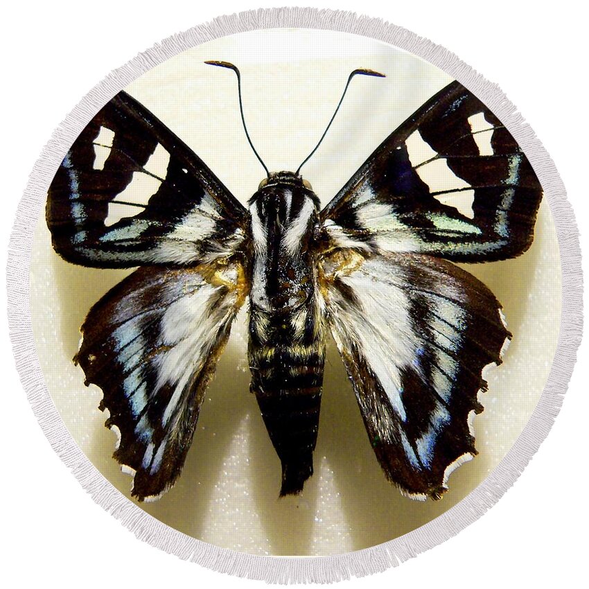 Butterfly Round Beach Towel featuring the photograph Black and White Moth by Rosalie Scanlon