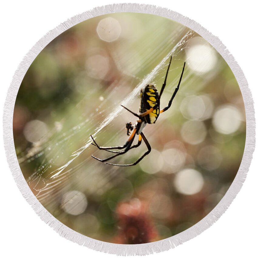 Black And Yellow Argiope Round Beach Towel featuring the photograph Black and Yellow Argiope Spider on Web by Kathy Clark
