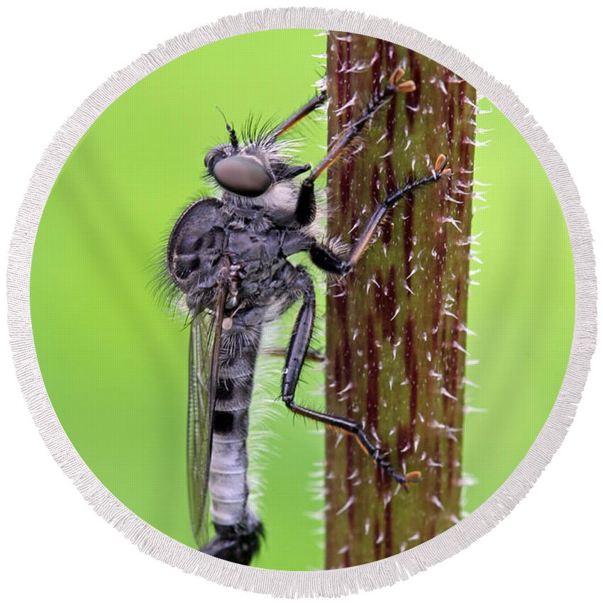 Black Round Beach Towel featuring the photograph Black Assassin Robber Fly by Juergen Roth