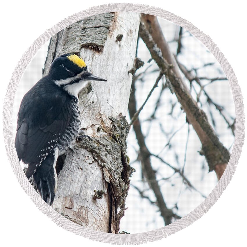 Black-backed Woodpecker Round Beach Towel featuring the photograph Black-Backed Woodpecker by Cheryl Baxter