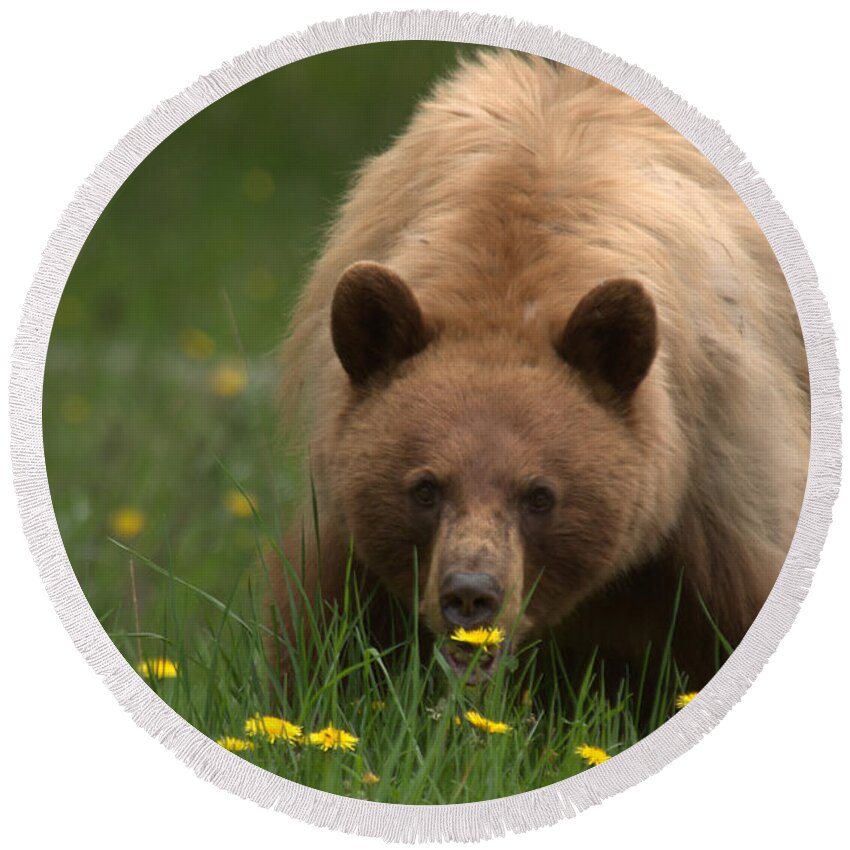 Bear Round Beach Towel featuring the photograph Black Bear by Frank Madia