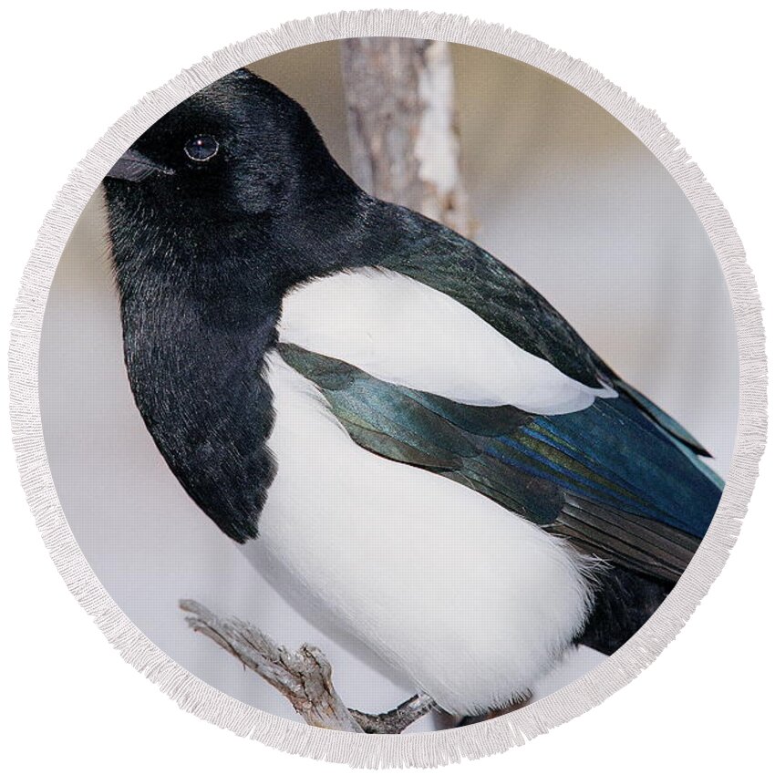 Bird Round Beach Towel featuring the photograph Black-billed Magpie by Eric Glaser