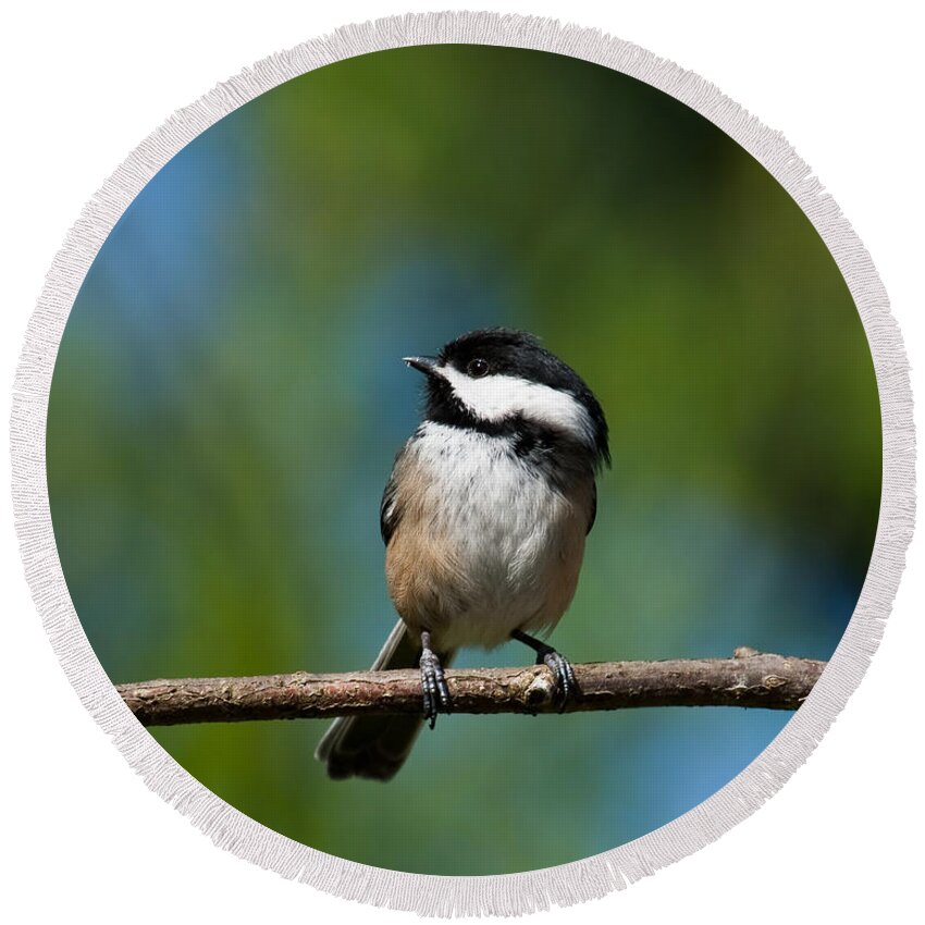 Animal Round Beach Towel featuring the photograph Black Capped Chickadee Perched on a Branch by Jeff Goulden