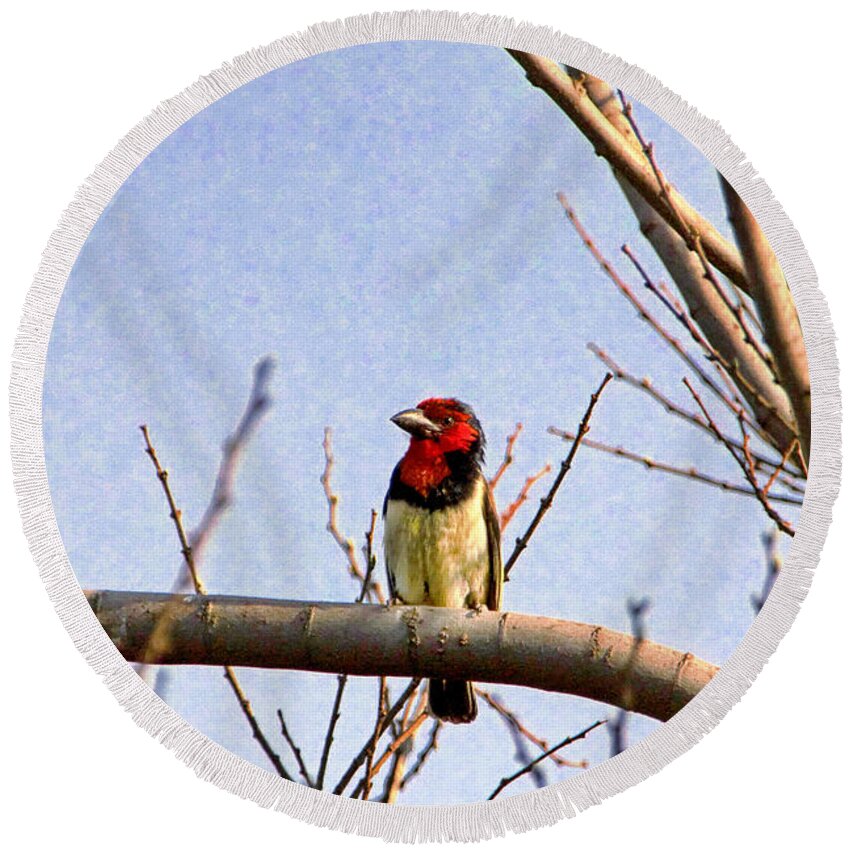Black-collared Barbet Round Beach Towel featuring the photograph Black-Colored Barbet-Africa by Douglas Barnard