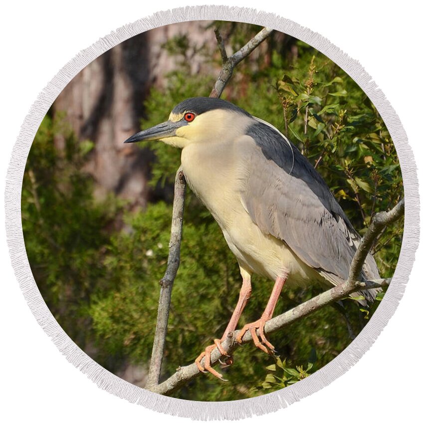 Heron Round Beach Towel featuring the photograph Black Crown Night Heron by Kathy Baccari