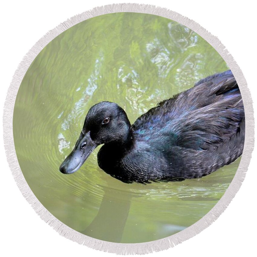Black Duck Round Beach Towel featuring the photograph Black Duck by Maria Urso