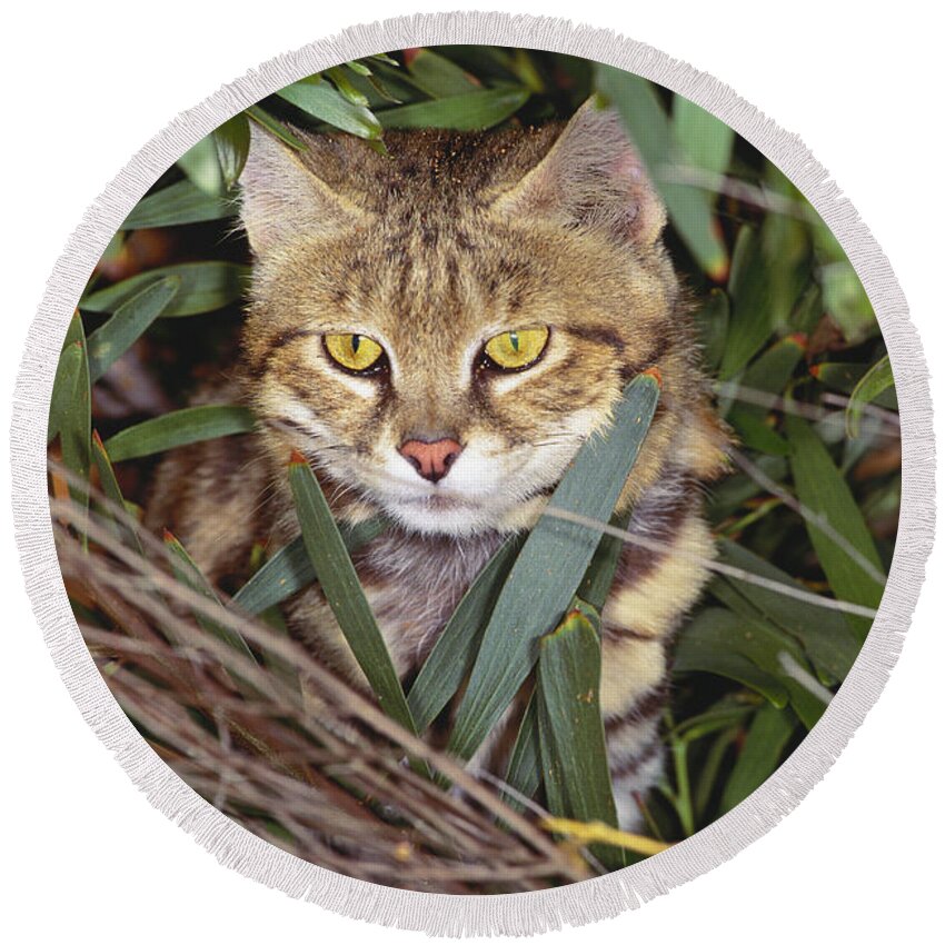 Outdoors Round Beach Towel featuring the photograph Black Footed Cat by Art Wolfe