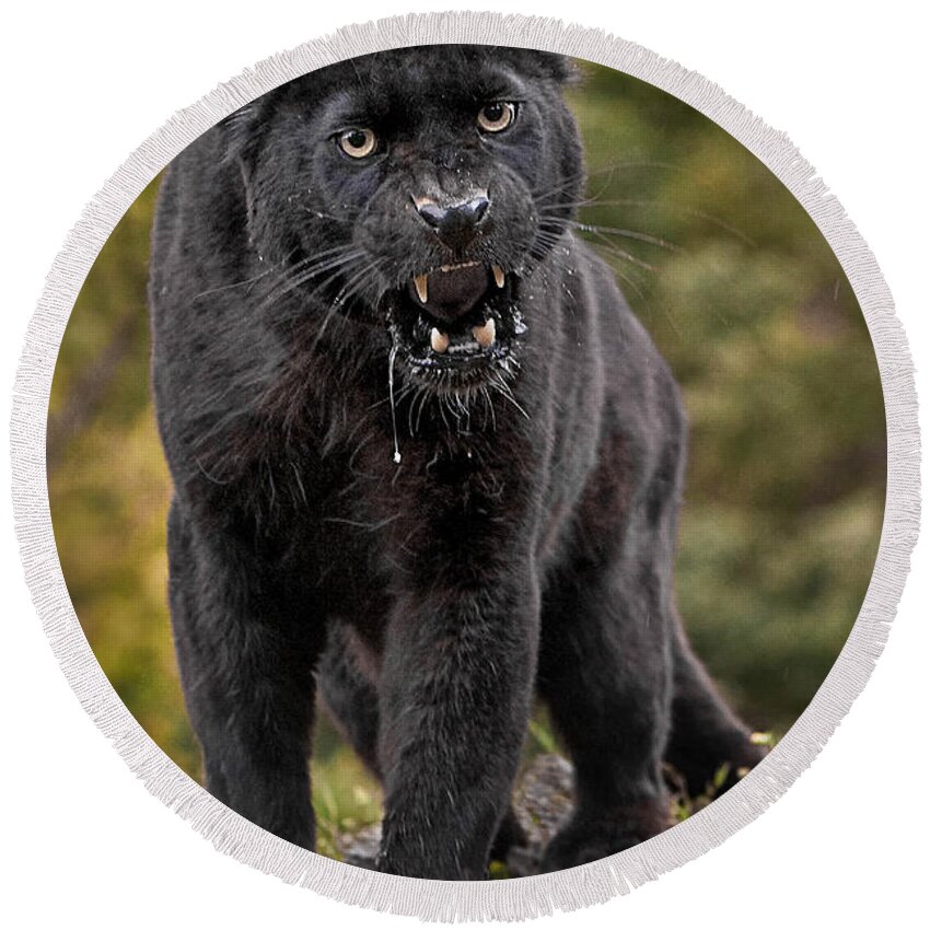 Black Panther Round Beach Towel featuring the photograph Black Panther by Jerry Fornarotto