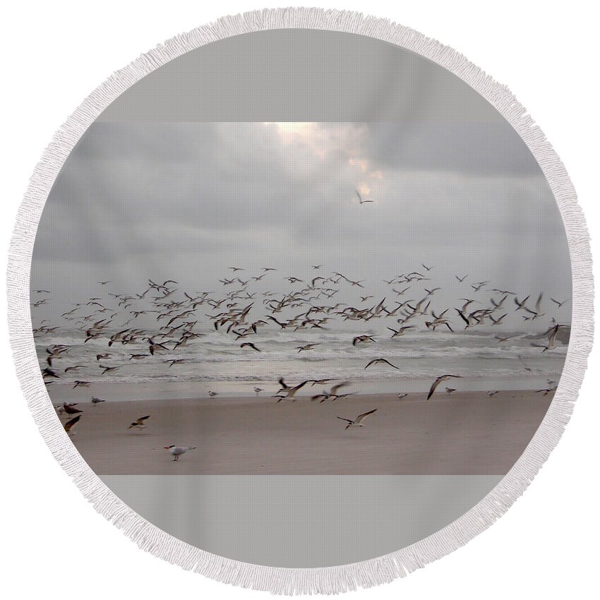 Beach Round Beach Towel featuring the photograph Black Skimmers on the beach at dawn by Julianne Felton