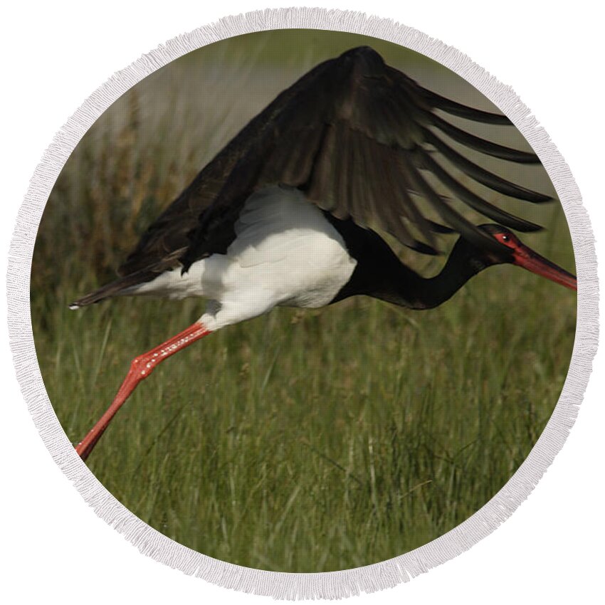 Nature Round Beach Towel featuring the photograph Black Stork, Ciconia nigra, taking off. by Tony Mills