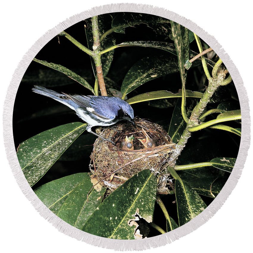 Animal Round Beach Towel featuring the photograph Black-throated Blue Warbler by G Ronald Austing
